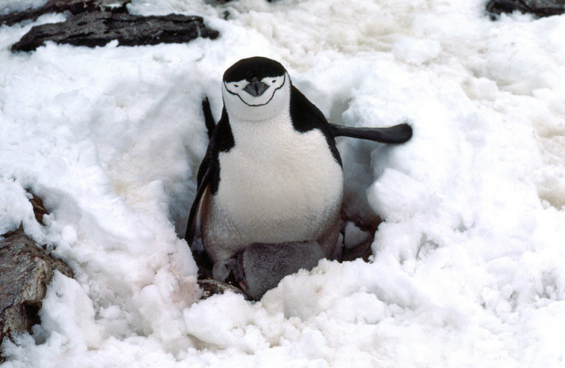 Chinstrap Penguins Antarctica File Wildlife chinstrap-penguins-antarctica-file-wildlife